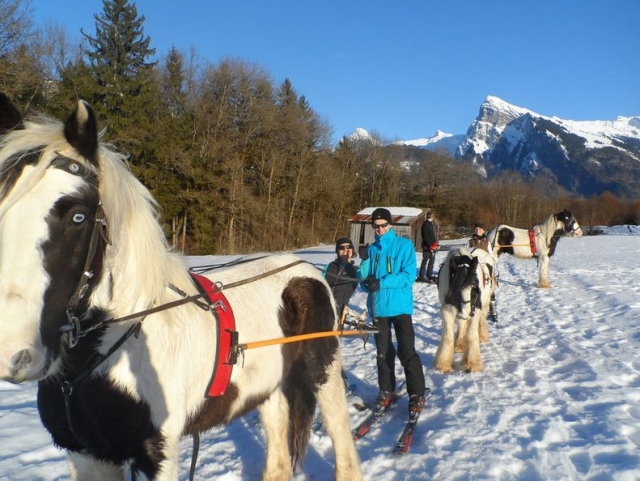 Aventura de skijoring com o centro equestre 